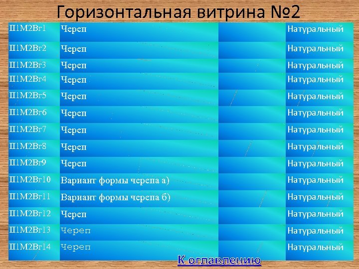 Горизонтальная витрина № 2 Череп Натуральный II 1 М 2 Вг 3 II 1