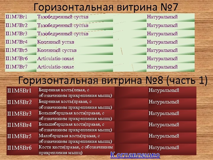 II 1 М 7 Вг 1 Горизонтальная витрина № 7 Тазобедренный сустав Натуральный II