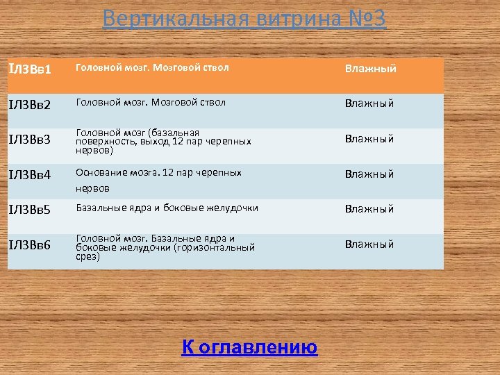 Вертикальная витрина № 3 Л 3 Вв 1 Головной мозг. Мозговой ствол Влажный Л
