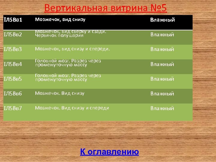 Вертикальная витрина № 5 Л 5 Вв 1 Мозжечок, вид снизу Влажный Л 5