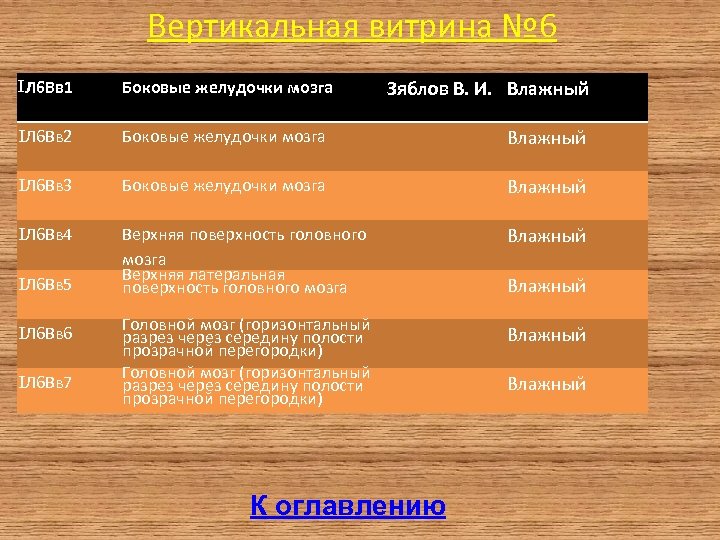 Вертикальная витрина № 6 Л 6 Вв 1 Боковые желудочки мозга Л 6 Вв