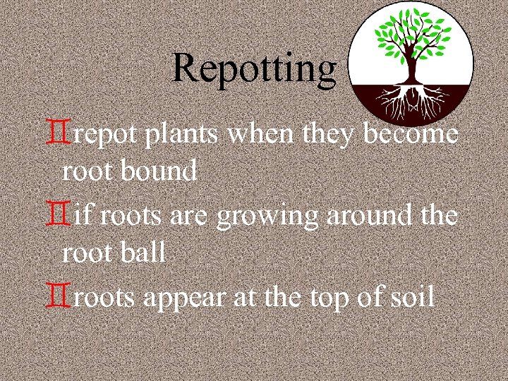 Repotting `repot plants when they become root bound `if roots are growing around the