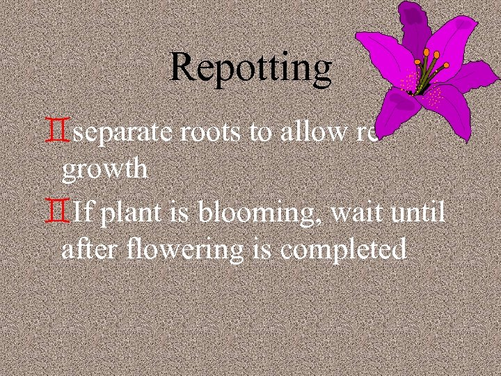 Repotting `separate roots to allow regrowth `If plant is blooming, wait until after flowering
