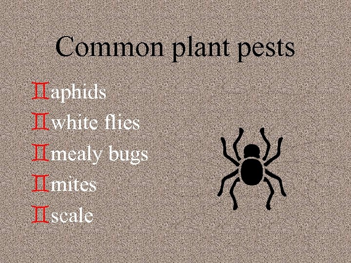 Common plant pests `aphids `white flies `mealy bugs `mites `scale 