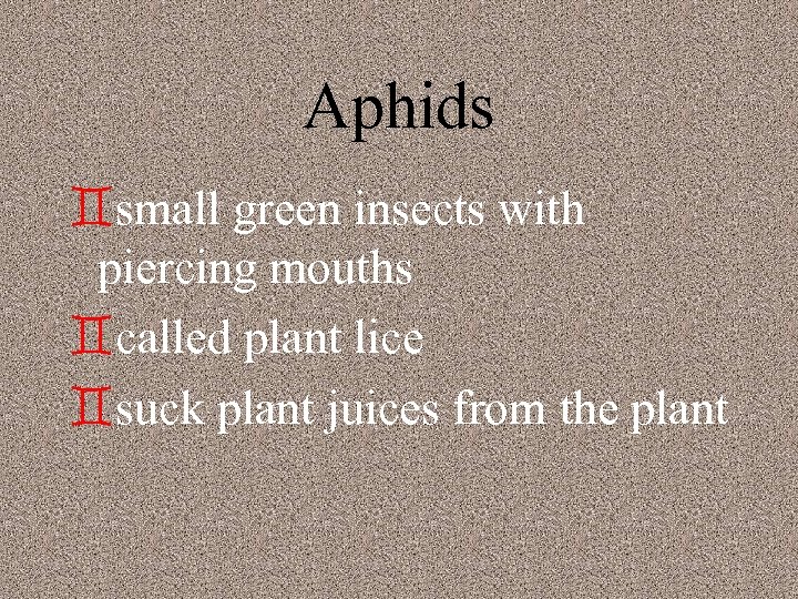 Aphids `small green insects with piercing mouths `called plant lice `suck plant juices from