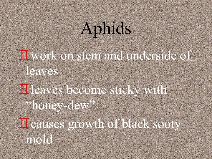 Aphids `work on stem and underside of leaves `leaves become sticky with “honey-dew” `causes