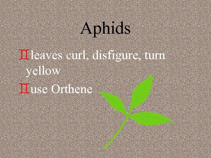 Aphids `leaves curl, disfigure, turn yellow `use Orthene 