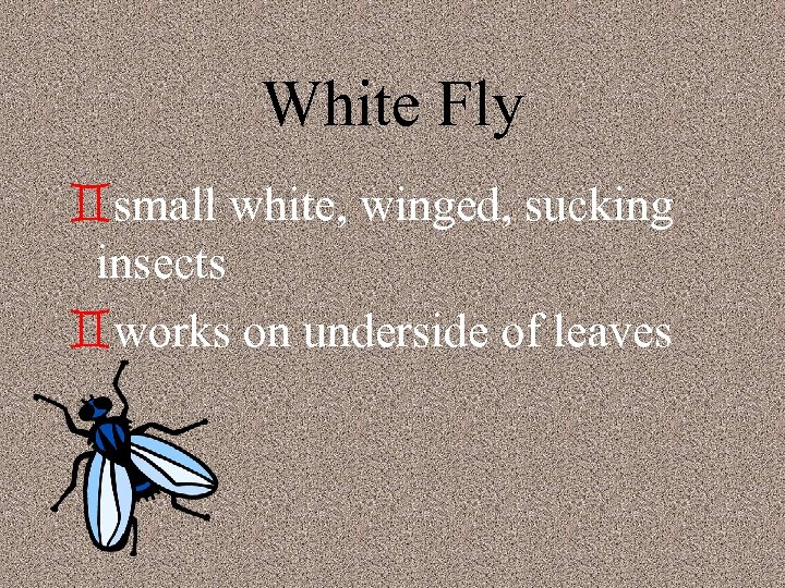 White Fly `small white, winged, sucking insects `works on underside of leaves 