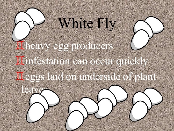 White Fly `heavy egg producers `infestation can occur quickly `eggs laid on underside of