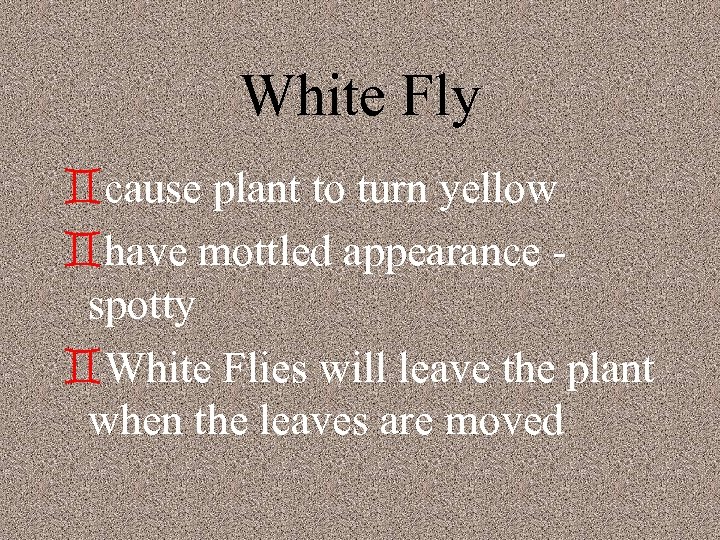 White Fly `cause plant to turn yellow `have mottled appearance spotty `White Flies will