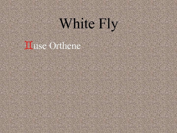 White Fly `use Orthene 