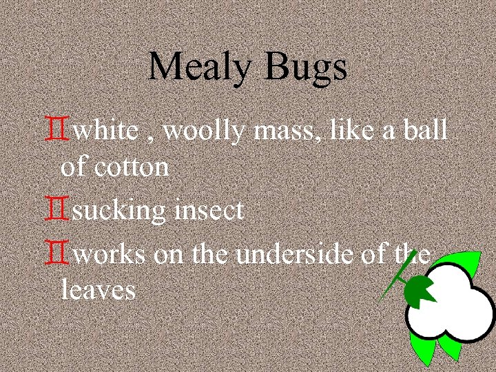 Mealy Bugs `white , woolly mass, like a ball of cotton `sucking insect `works
