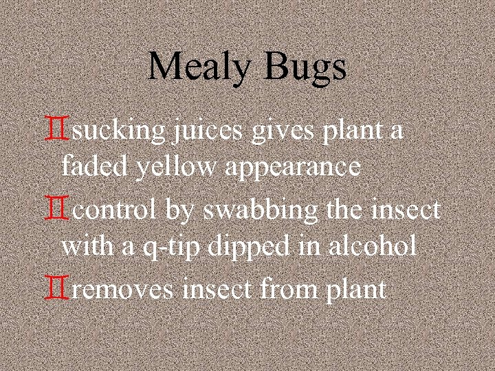 Mealy Bugs `sucking juices gives plant a faded yellow appearance `control by swabbing the