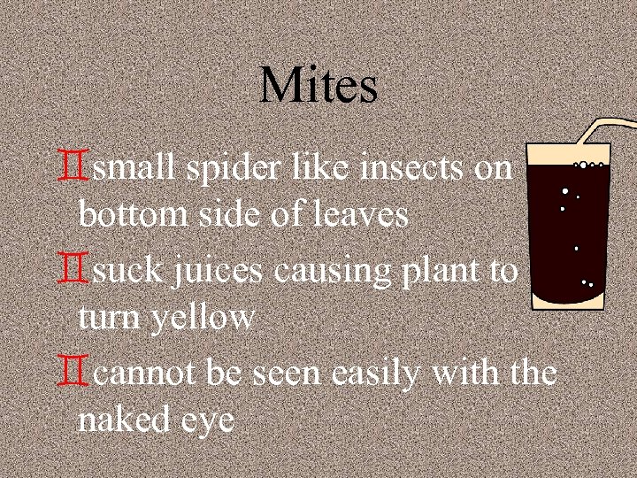 Mites `small spider like insects on bottom side of leaves `suck juices causing plant