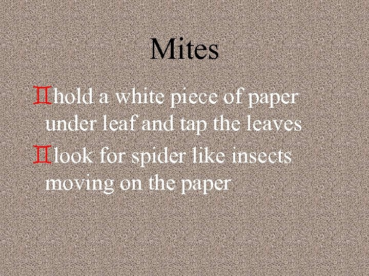 Mites `hold a white piece of paper under leaf and tap the leaves `look