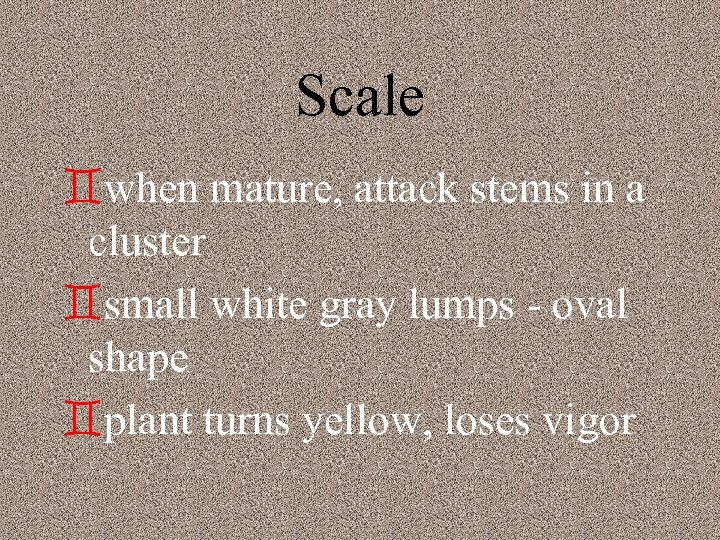 Scale `when mature, attack stems in a cluster `small white gray lumps - oval