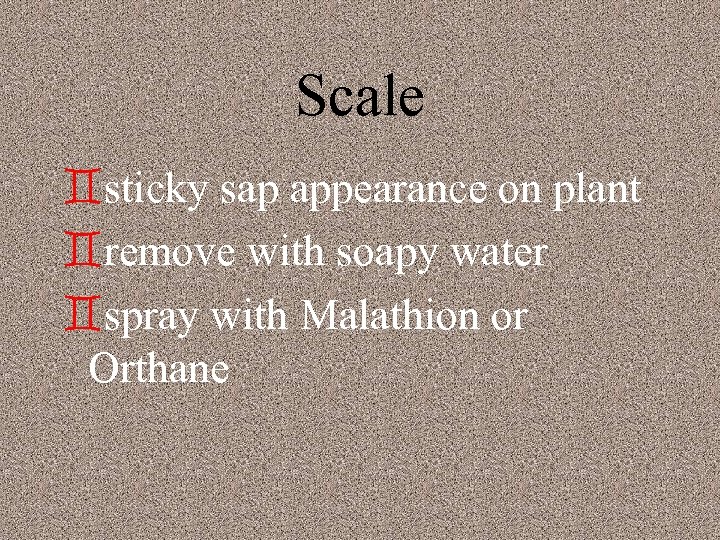 Scale `sticky sap appearance on plant `remove with soapy water `spray with Malathion or
