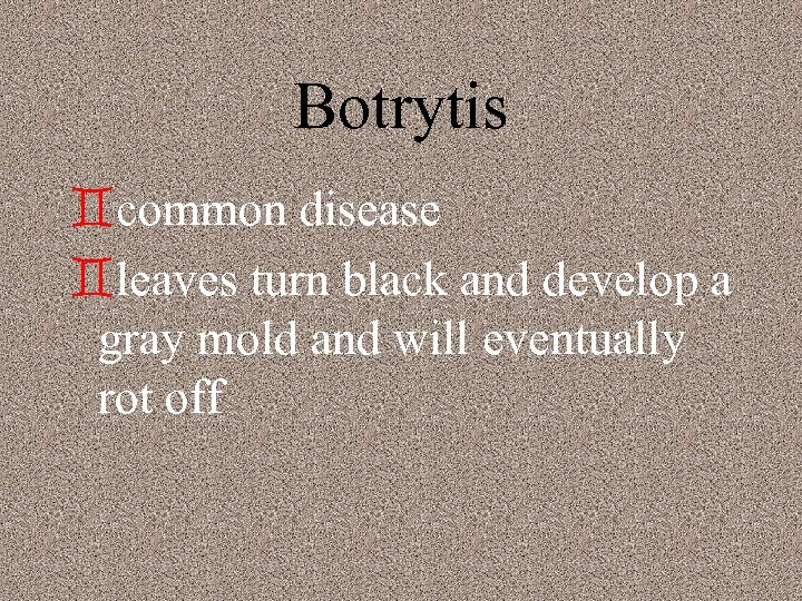 Botrytis `common disease `leaves turn black and develop a gray mold and will eventually