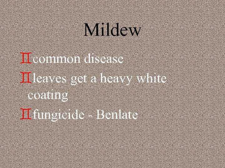 Mildew `common disease `leaves get a heavy white coating `fungicide - Benlate 