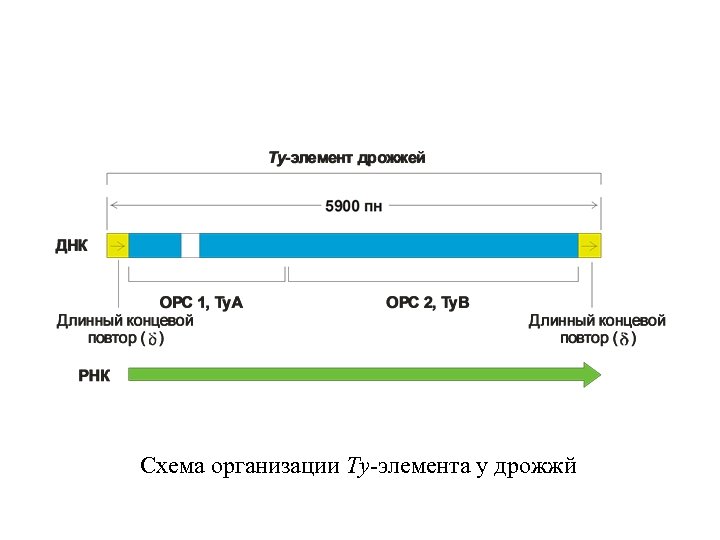 Схема организации Ty-элемента у дрожжй 