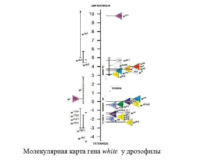 Молекулярная карта гена white у дрозофилы 