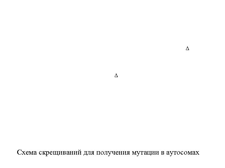 Δ Δ Схема скрещиваний для получения мутации в аутосомах 