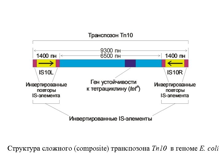 Структура сложного (composite) транспозона Tn 10 в геноме E. coli 