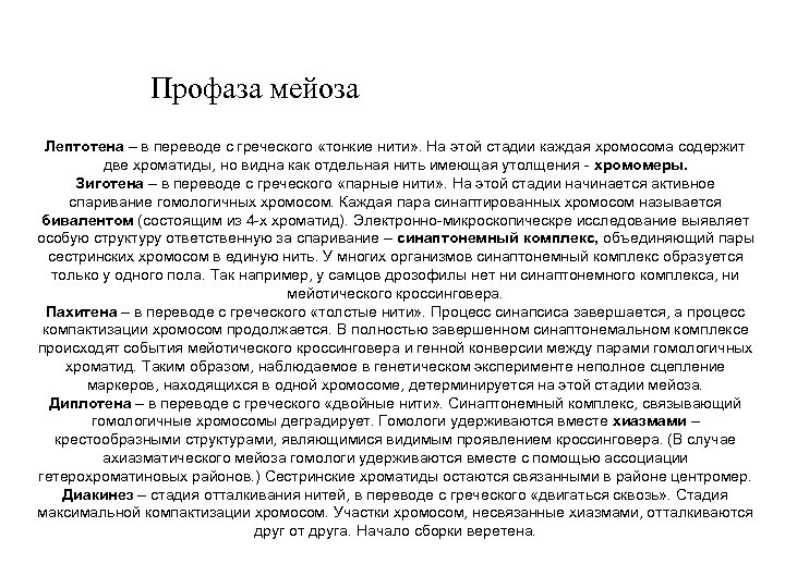 Профаза мейоза Лептотена – в переводе с греческого «тонкие нити» . На этой стадии