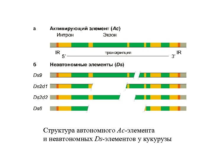 Структура автономного Ac-элемента и неавтономных Ds-элементов у кукурузы 