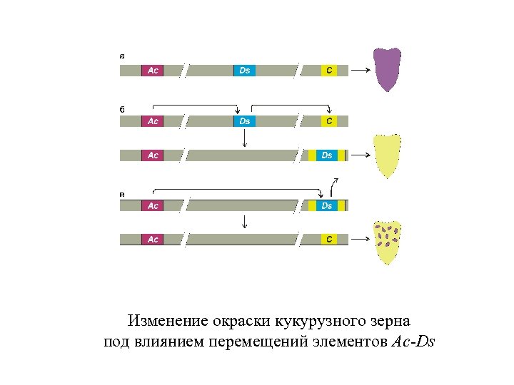 Изменение окраски кукурузного зерна под влиянием перемещений элементов Ac-Ds 