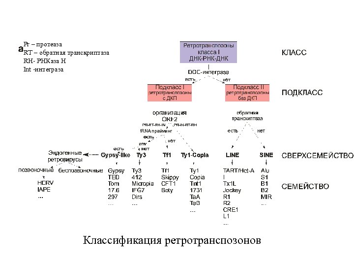 Pr – протеаза RT – обратная транскриптаза RH- РНКаза H Int -интеграза Классификация ретротранспозонов