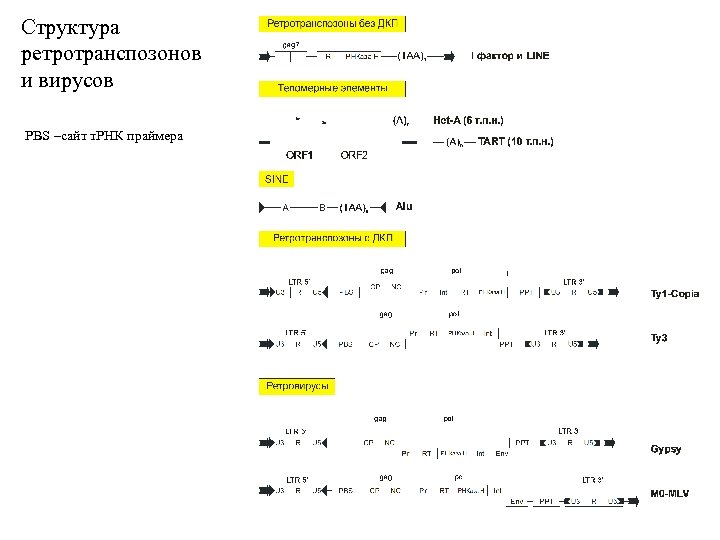 Структура ретротранспозонов и вирусов PBS –сайт т. РНК праймера 