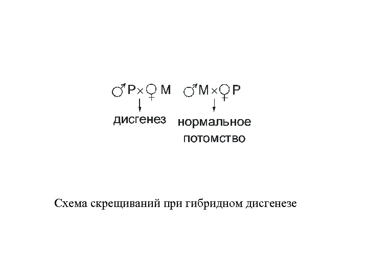 Схема скрещиваний при гибридном дисгенезе 