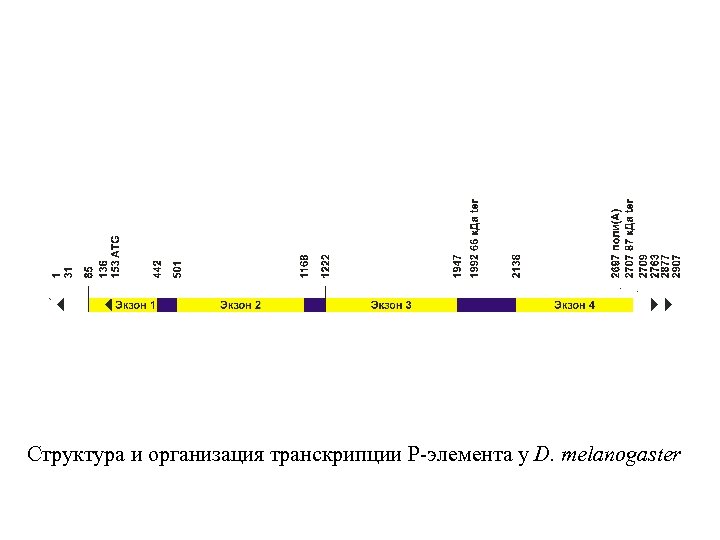 Структура и организация транскрипции P-элемента у D. melanogaster 