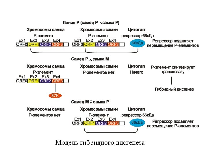 х х Модель гибридного дисгенеза 