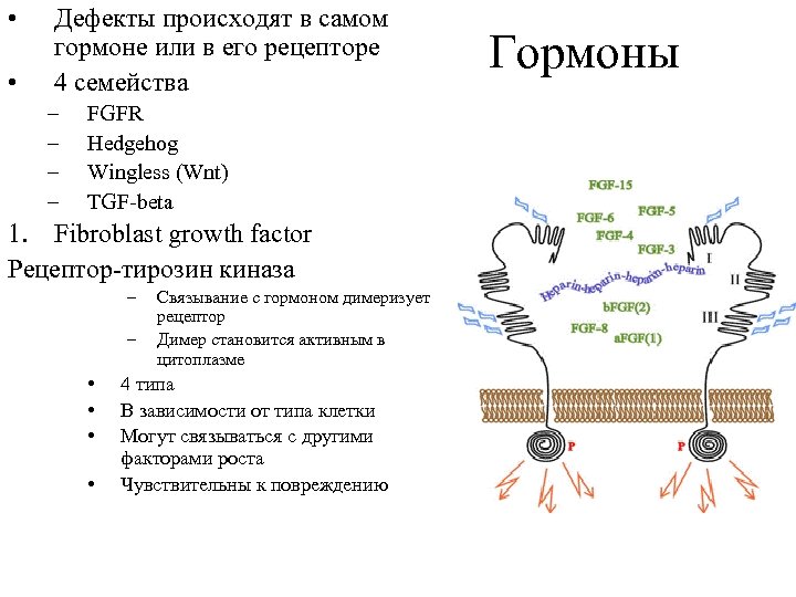  • • Дефекты происходят в самом гормоне или в его рецепторе 4 семейства