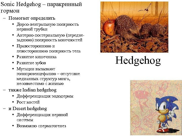 Sonic Hedgehog – паракринный гормон – Помогает определить • Дорсо-вентральную полярность нервной трубки •