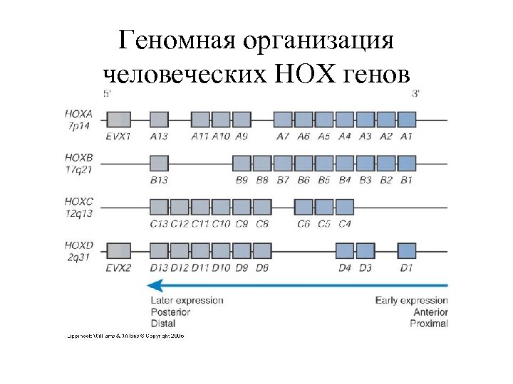 Геномная организация человеческих HOX генов 