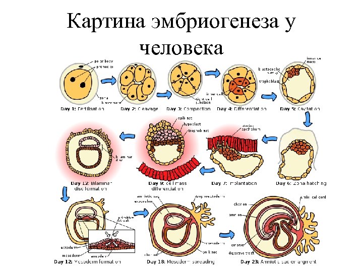 Картина эмбриогенеза у человека 