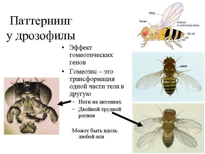 Паттернинг у дрозофилы • Эффект гомеотических генов • Гомеозис – это трансформация одной части