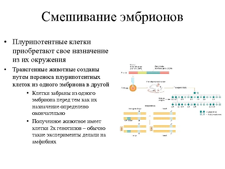 Смешивание эмбрионов • Плурипотентные клетки приобретают свое назначение из их окружения • Трансгенные животные