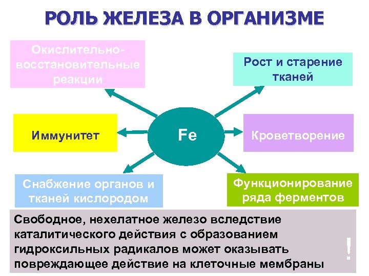 Что значит железа. Железо функции в организме человека. Функция железа в организме человека кратко. Роль железа в организме человека схема. Роль элемента железа в организме человека кратко.