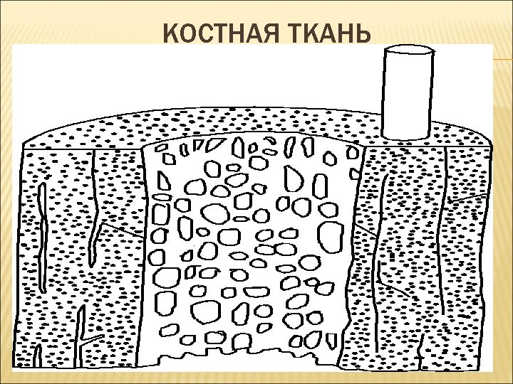 Костная ткань рисунок. Основные клетки костной ткани. Характеристика костной ткани. Костная ткань описание.