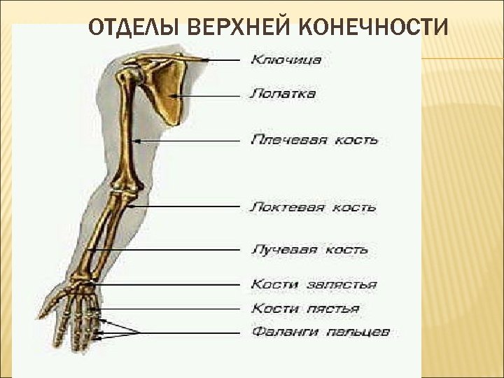 Функции костей верхних конечностей человека. Отделы верхней конечности. Отделы скелета верхней конечност. Верхняя конечность.
