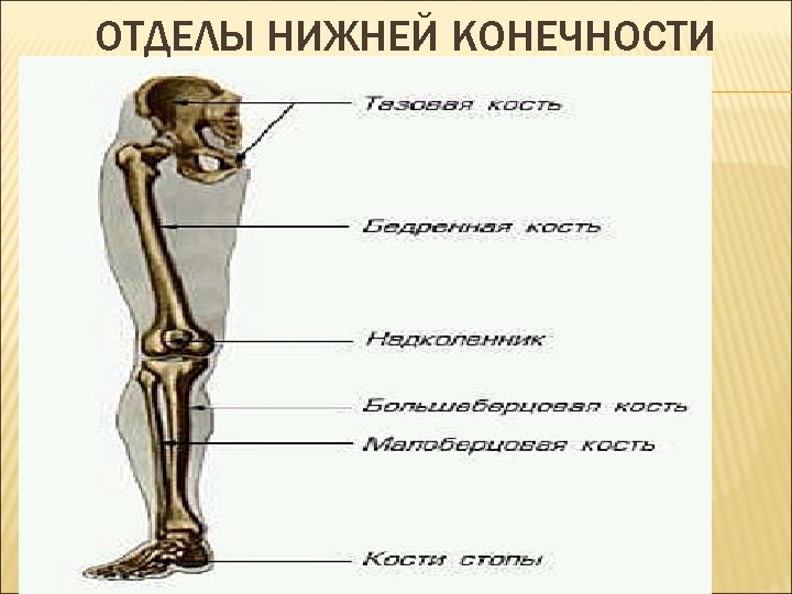 Нижние конечности фото. Кости и отделы скелета нижней конечности. Отделы скелета нижней конечности человека. Отделы и кости свободной нижней конечности. Отделы костей свободной нижней конечности.