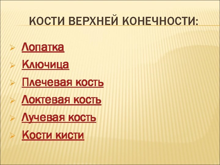 КОСТИ ВЕРХНЕЙ КОНЕЧНОСТИ: Ø Ø Ø Лопатка Ключица Плечевая кость Локтевая кость Лучевая кость