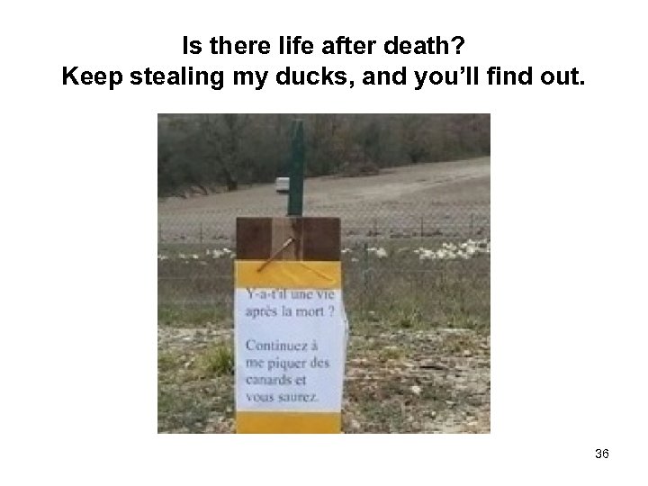 Is there life after death? Keep stealing my ducks, and you’ll find out. 36