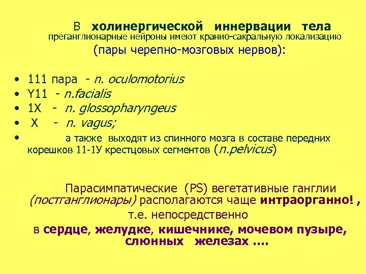В холинергической иннервации тела преганглионарные нейроны имеют кранио-сакральную локализацию (пары черепно-мозговых нервов): • •