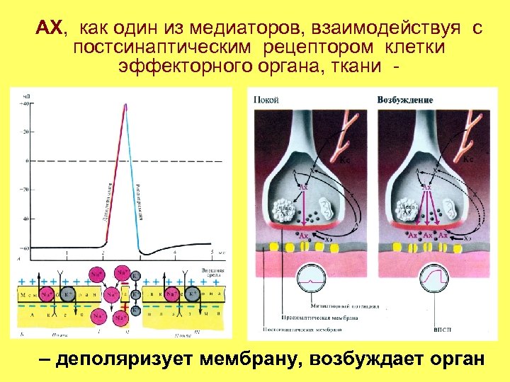 АХ, как один из медиаторов, взаимодействуя с постсинаптическим рецептором клетки эффекторного органа, ткани -