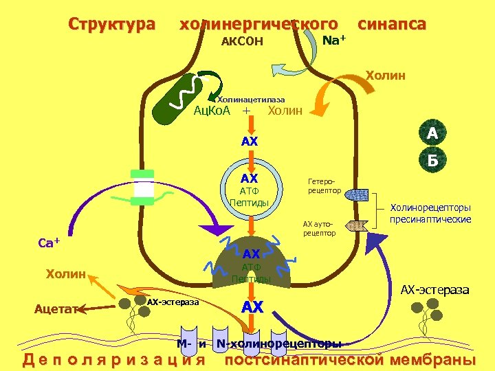 Взаимосвязь строения и функции холинергического синапса презентация